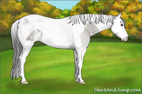 Horse Color:Grullo Sabino Splash Tobiano 