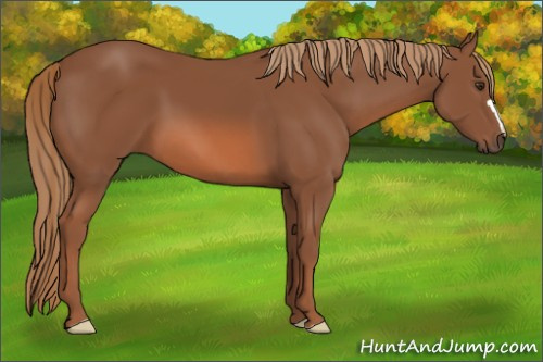 Horse Color: Liver Chestnut 