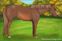 Horse Color:Liver Chestnut 