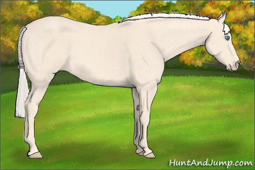 Horse Color: Cremello 