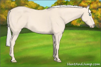 Horse Color:Cremello 