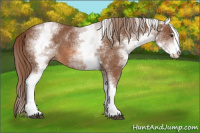 Horse Color:White Spotted Chestnut Sabino