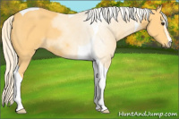 Horse Color:Palomino Sabino Tobiano 