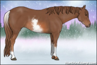 Horse Color:White Spotted Chestnut Sabino 