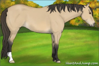 Horse Color:Buckskin Dun