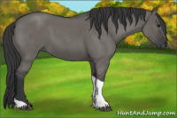 Horse Color:Grullo Roan Tobiano
