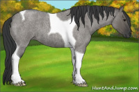 Horse Color:Grullo Roan Tobiano