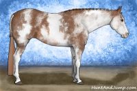 Horse Color:White Spotted Chestnut Sabino