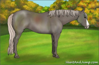 Horse Color:Silver Black Splash 