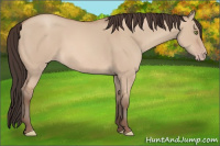 Horse Color:Amber Champagne Dun 