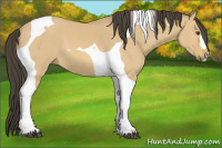 Horse Color:Buckskin Dun Tobiano 