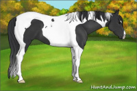 Horse Color:Brown Tobiano 