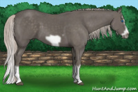 Horse Color:Silver Black Splash Frame