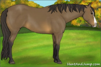 Horse Color:Buckskin Splash Rabicano
