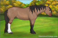 Horse Color:Bay Dun