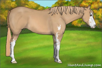 Horse Color:Red Dun Sabino