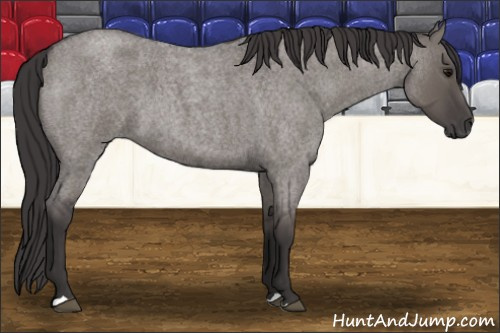 Horse Color: Buckskin Roan Dun 