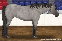 Horse Color:Buckskin Roan Dun 