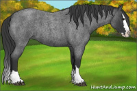 Horse Color:Blue Roan Splash 