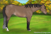 Horse Color:Brown Dun 