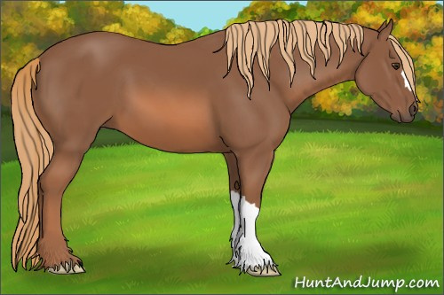 Horse Color: Chestnut 