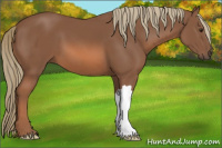 Horse Color:Liver Chestnut 