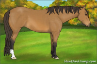 Horse Color:Buckskin 