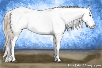 Horse Color:Chestnut Appaloosa 