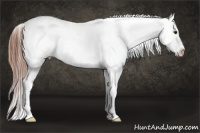 Horse Color:Brown Frame Appaloosa Rabicano 