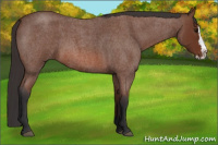 Horse Color:Bay Roan Splash