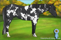 Horse Color:White Spotted Black 