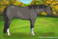 Horse Color:Grullo 