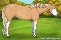 Horse Color:Palomino Roan Splash