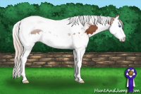 Horse Color:Silver Bay Sabino Splash Tobiano