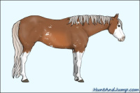 Horse Color:Silver Bay Sabino Splash 