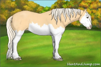 Horse Color:Palomino Roan Splash 