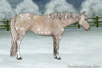 Horse Color:Silver Black Ice Sabino 