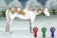 Horse Color:White Spotted Silver Black Sabino Splash 