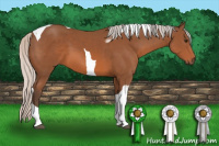 Horse Color:Silver Bay Sabino Tobiano 