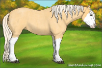 Horse Color:Palomino Roan Splash 