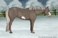 Horse Color:Silver Black Sabino Frame