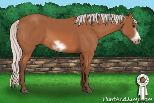 Horse Color: Silver Bay Sabino Frame 