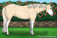 Horse Color:Palomino Roan Splash 