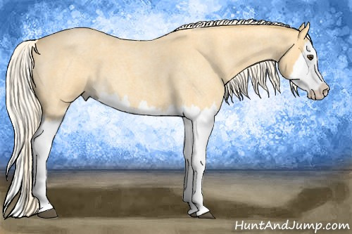 Horse Color: Palomino Roan Splash 