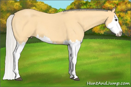 Horse Color: Silver Buckskin Roan Splash 