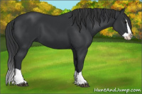 Horse Color:Black Splash