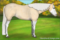 Horse Color:Silver Buckskin Roan Splash