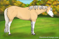 Horse Color:Palomino Roan Splash 