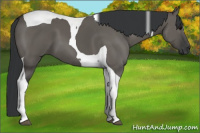 Horse Color:Grullo Tobiano 