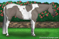 Horse Color:Grullo Tobiano 
